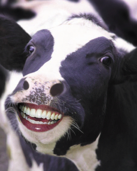 Freaky cow with human smile